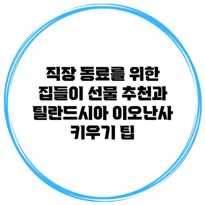 직장 동료를 위한 집들이 선물 추천과 틸란드시아 이오난사 키우기 팁