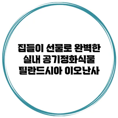 집들이 선물로 완벽한 실내 공기정화식물 틸란드시아 이오난사